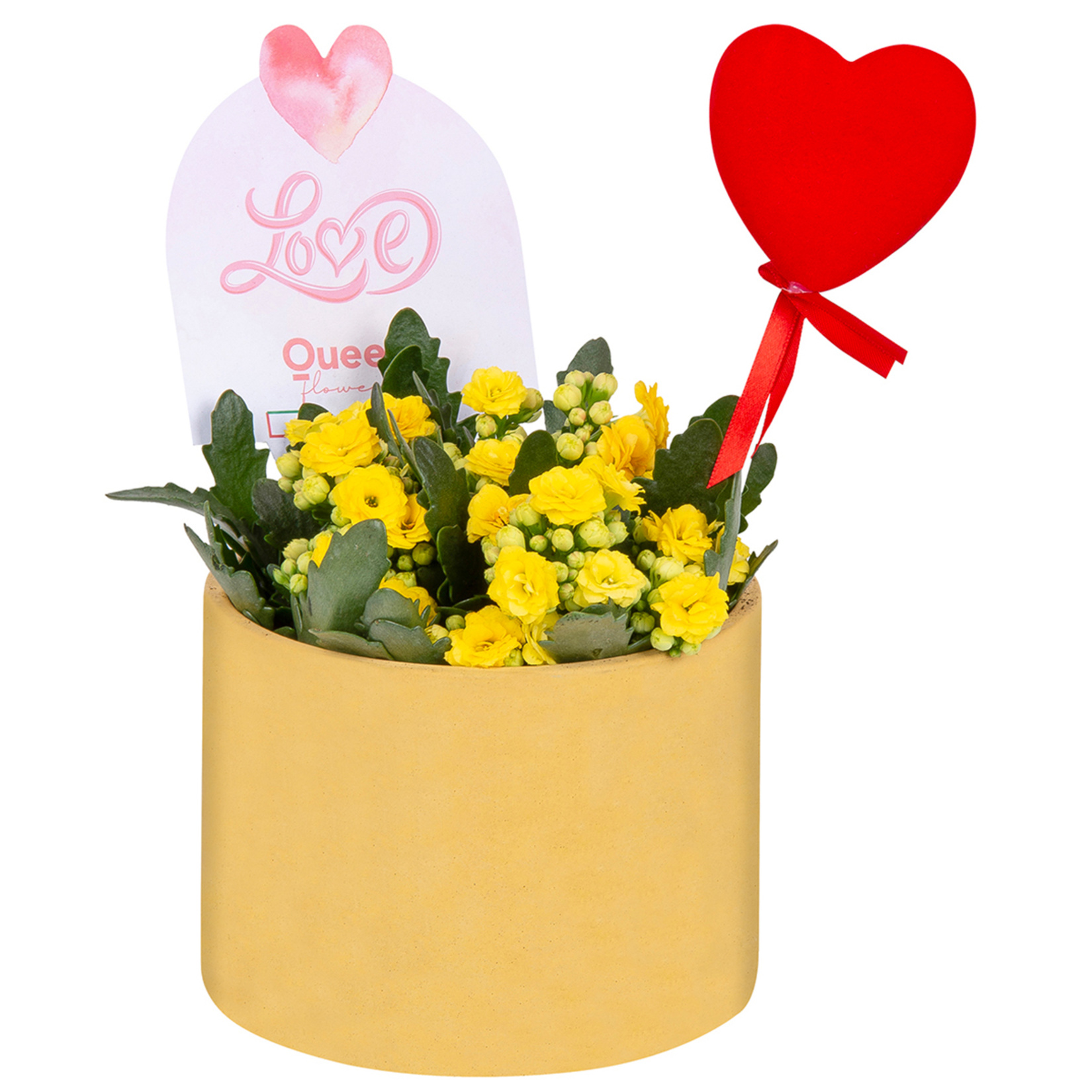 Queen Beton Saksıda Kalanchoe Q14 - Görsel 1