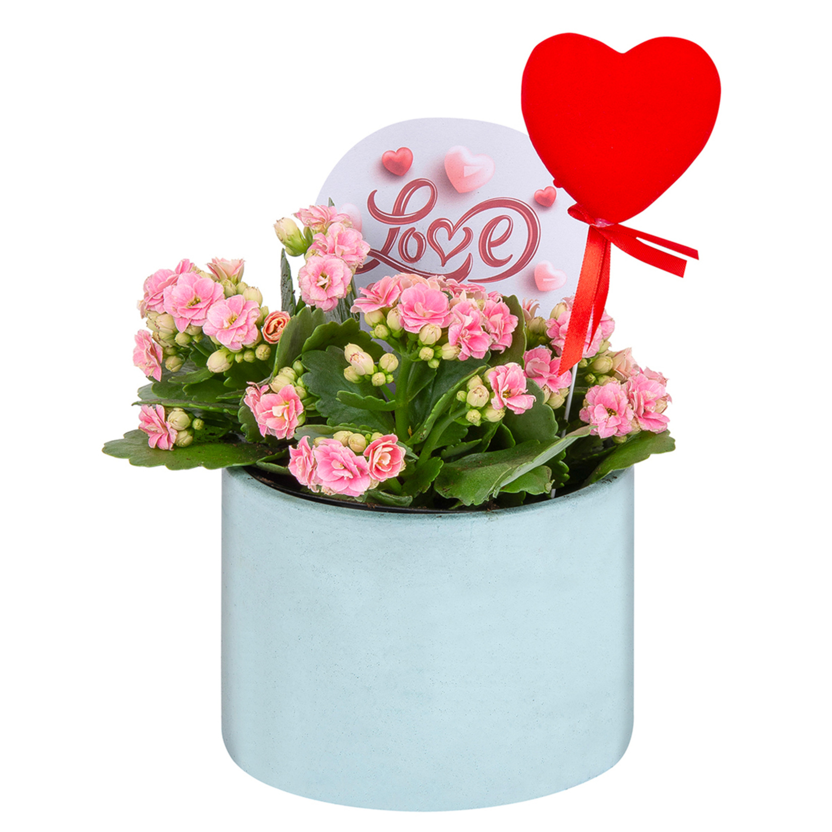 Queen Beton Saksıda Kalanchoe Q14 - Görsel 2