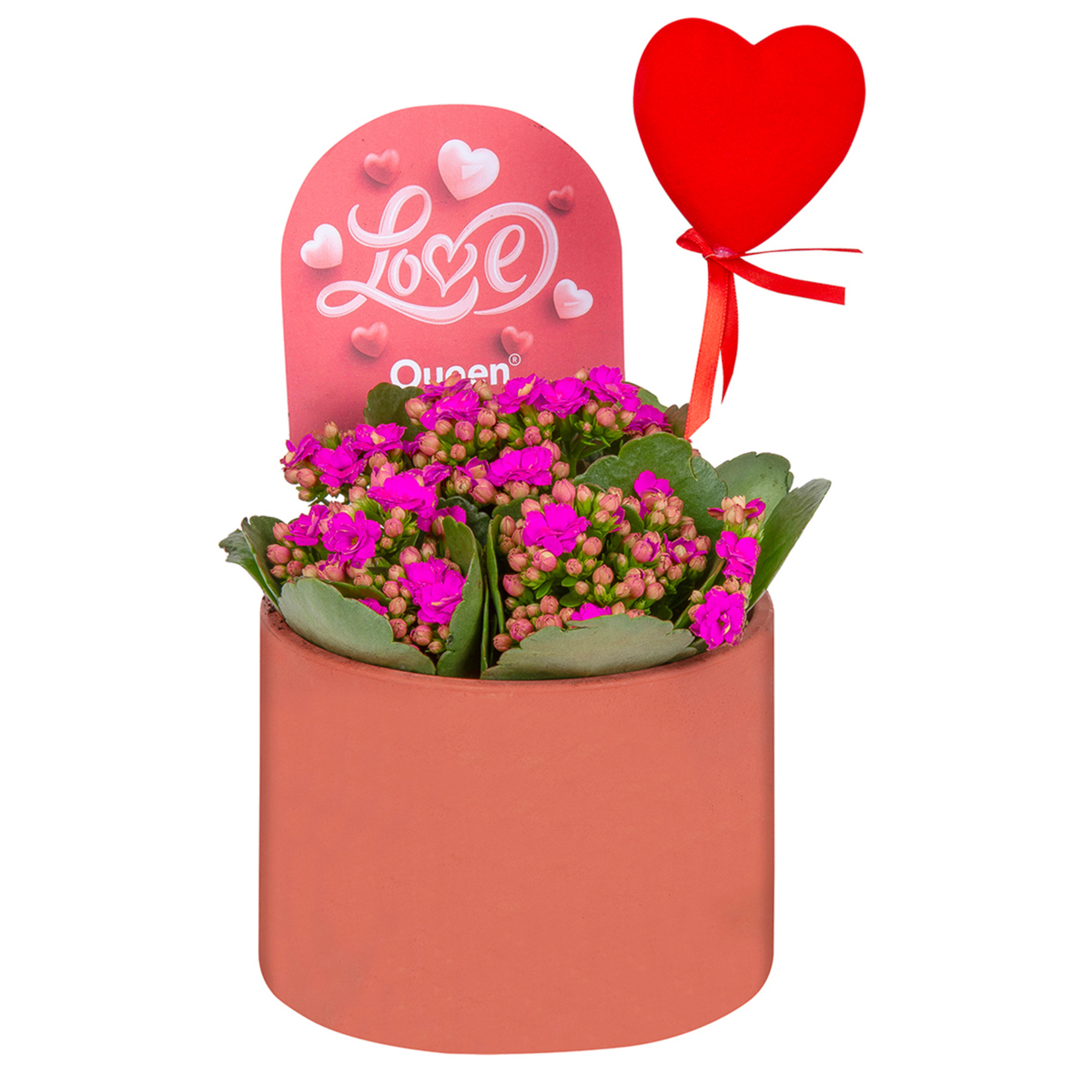 Queen Beton Saksıda Kalanchoe Q14 - Görsel 4