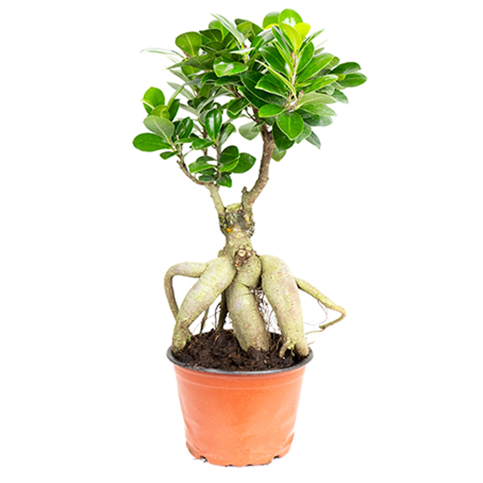 Ficus Bonsai Gingseng