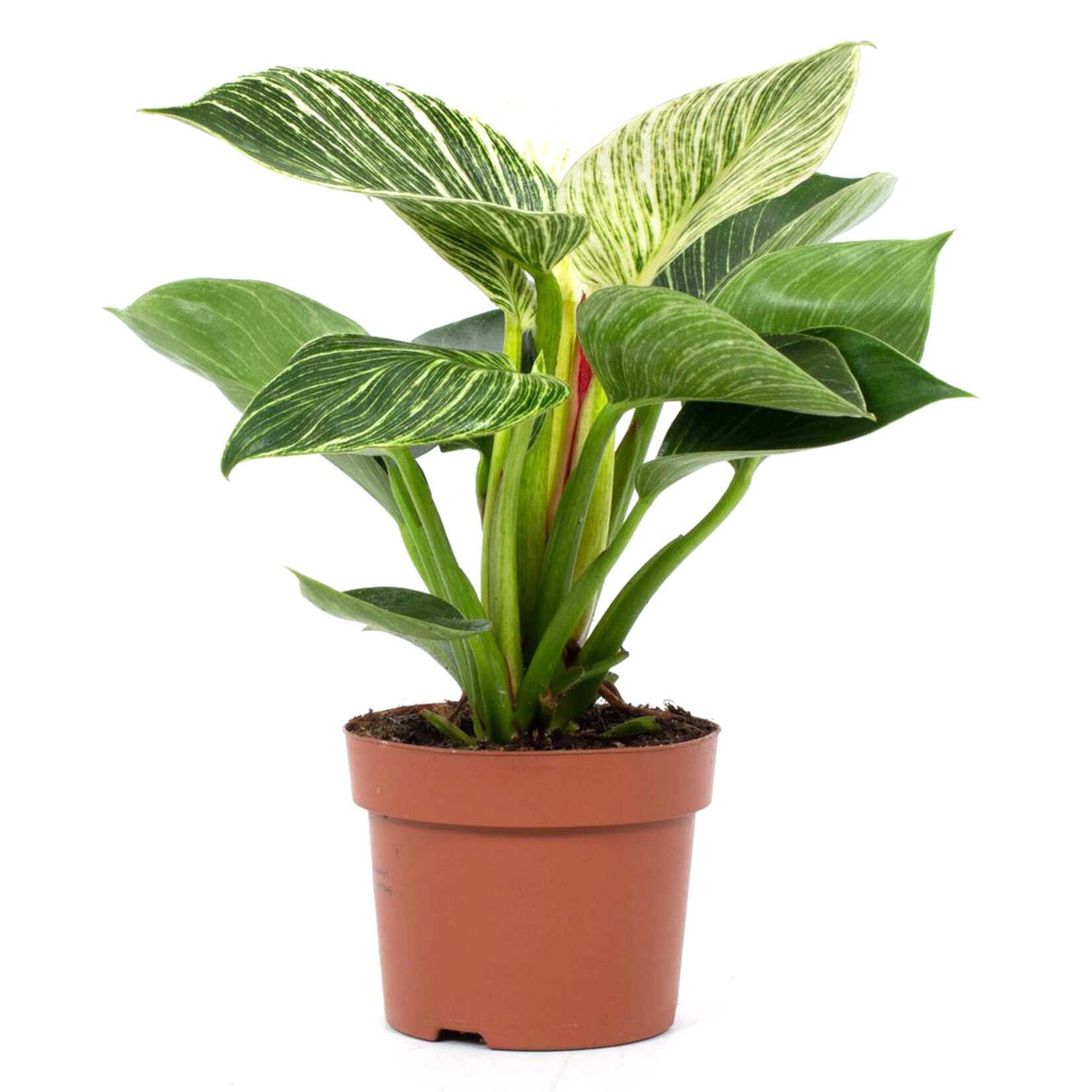 Philodendron Mix