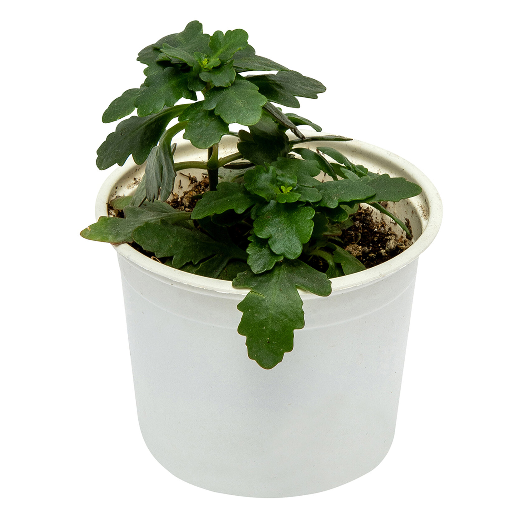 M.B. Succulent Kaktüs Aranjman Q12