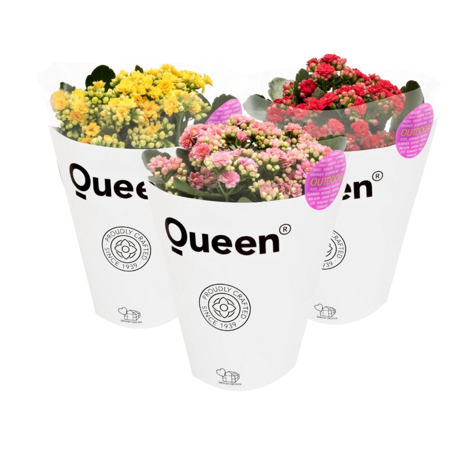 Queen Kalanchoe Q15