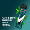 Rexona Men Erkek Sprey Deodorant Natural Fresh Mint 150 ml - Görsel 5
