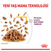 Royal Canin Tat Duyusu İçin Yaş Kedi Maması 12 x 85 G - Görsel 2