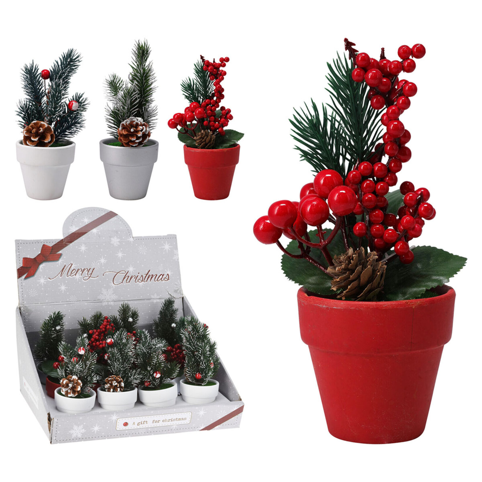 Koopman Saksıda Kokina 7 x 16 Cm