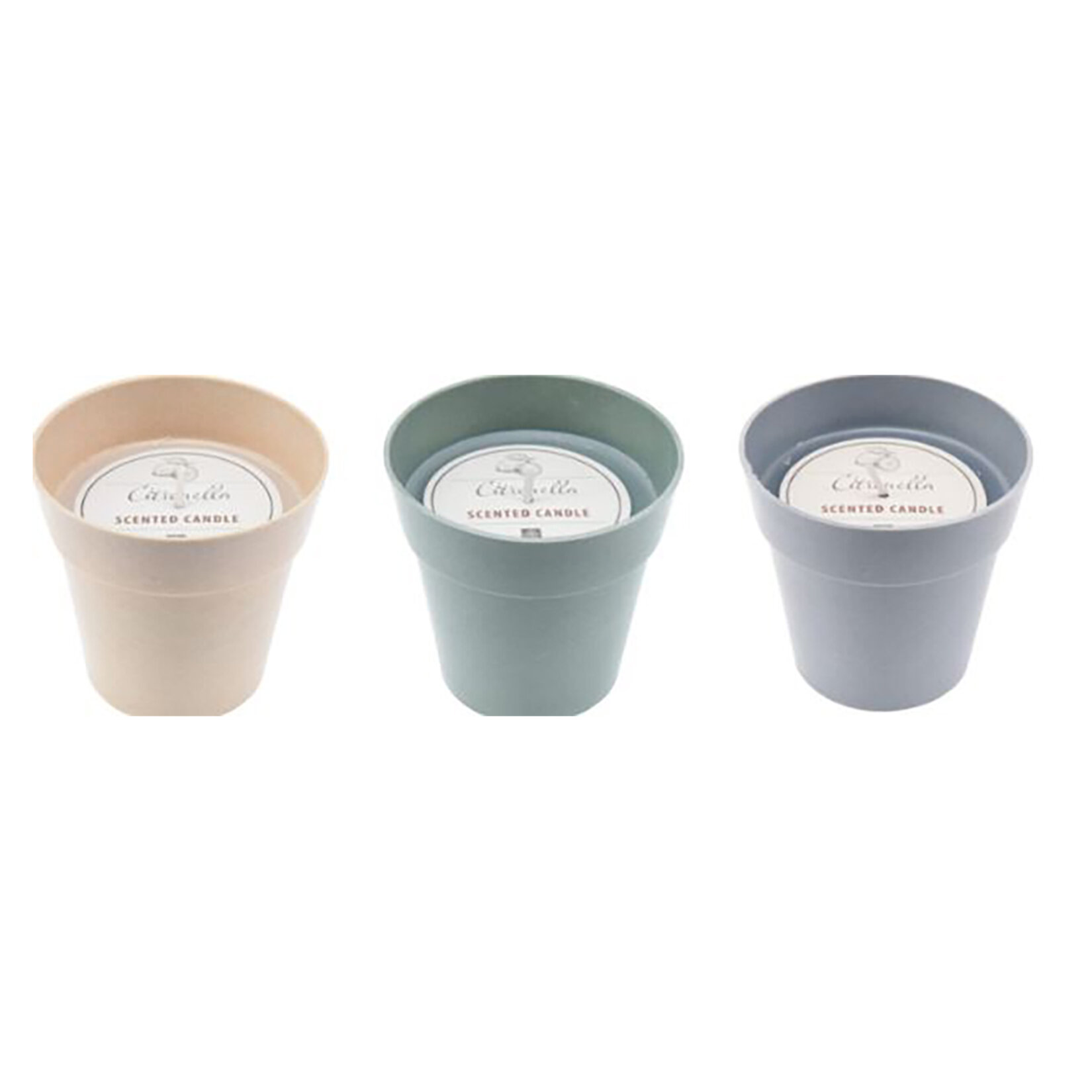 Koopman Citronella Mum