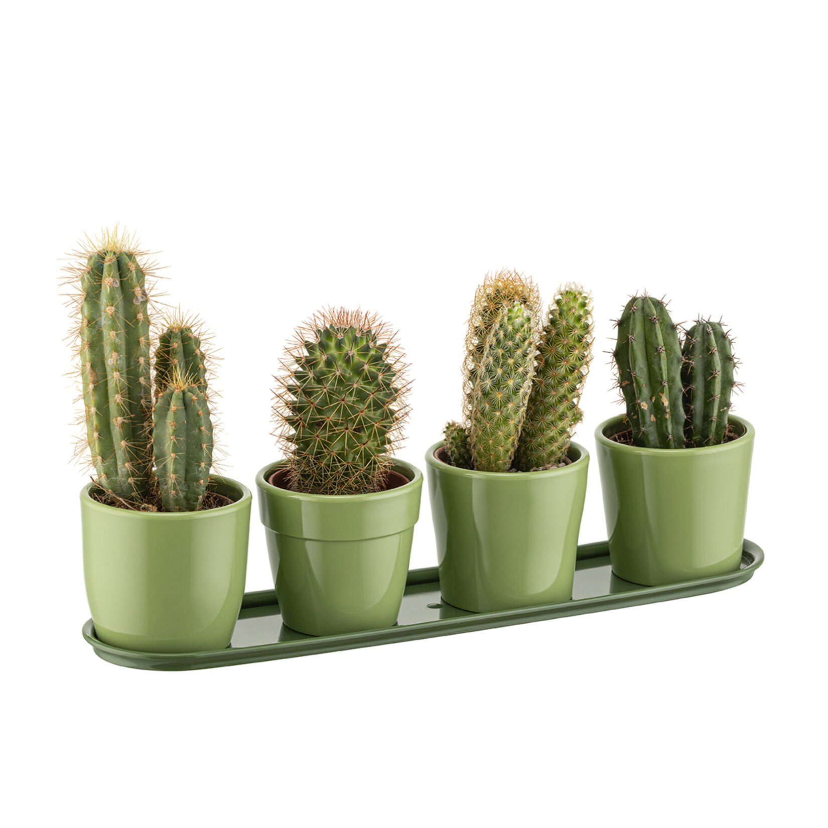 Farist Garden Geven Tabaklı Kaktüs Saksı - Görsel 3