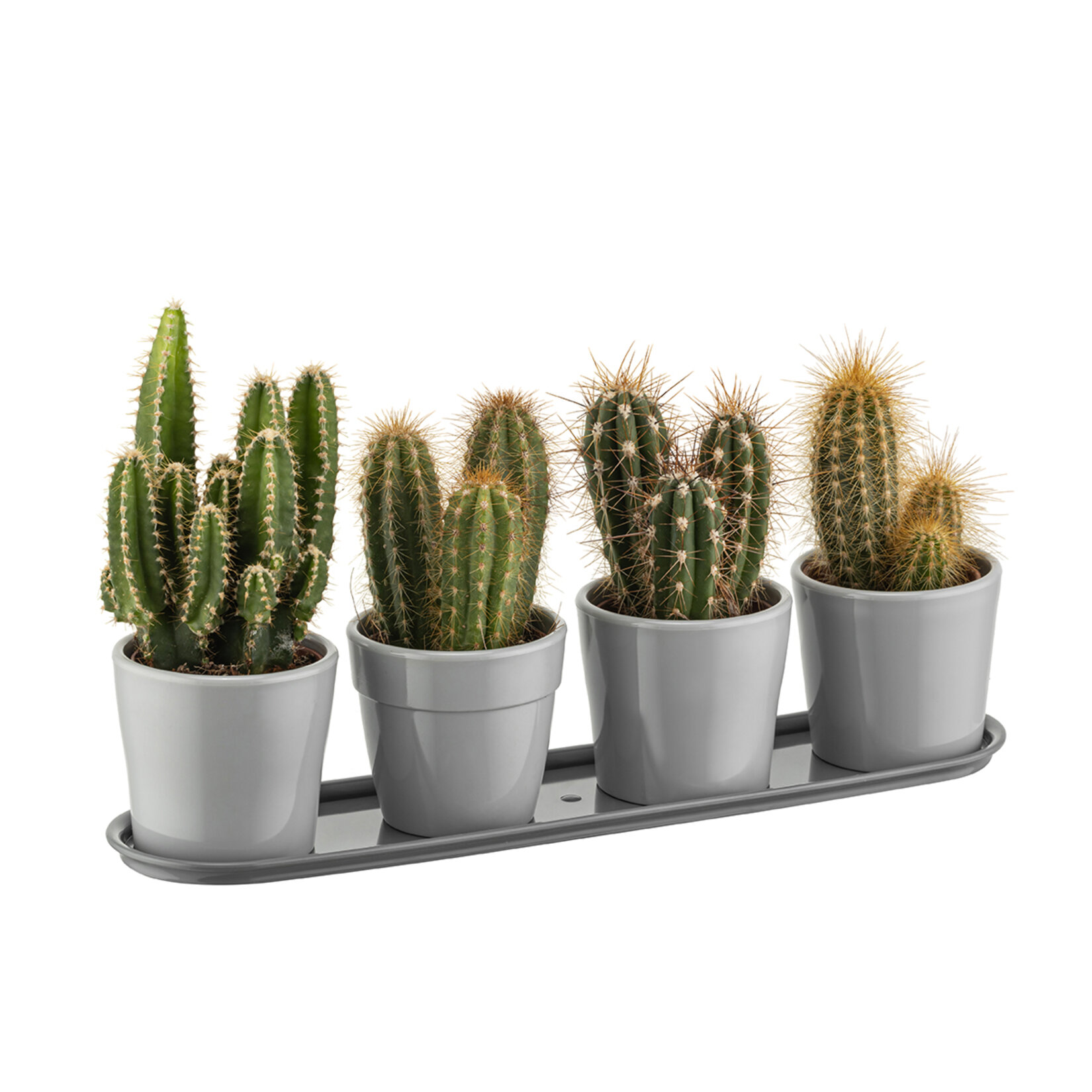 Farist Garden Geven Tabaklı Kaktüs Saksı - Görsel 4