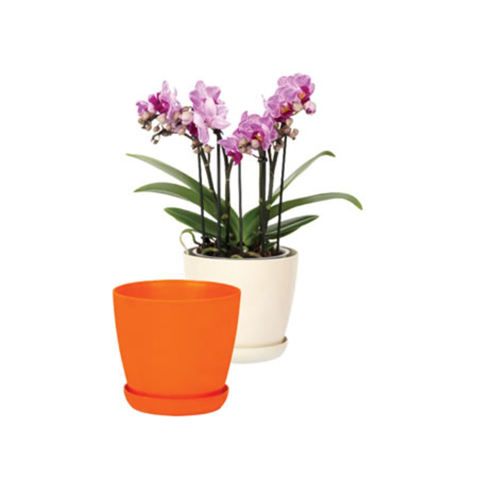 Poliwork Sardunya Tabaklı Saksı Pastel 1,7 L