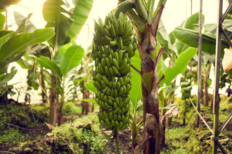 Organik Yerli Muz 750 g