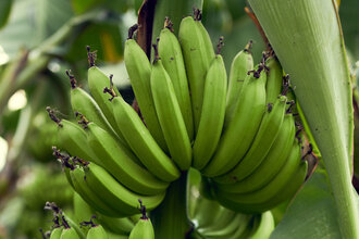 Organik Yerli Muz 1 kg