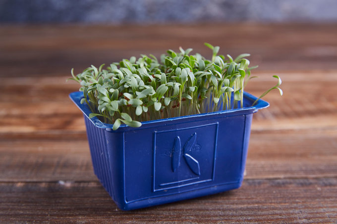 Yaşayan Tere Filizi 1 adet