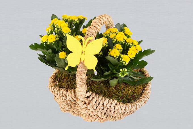 Sarı Kalanchoe Çiçek Sepeti