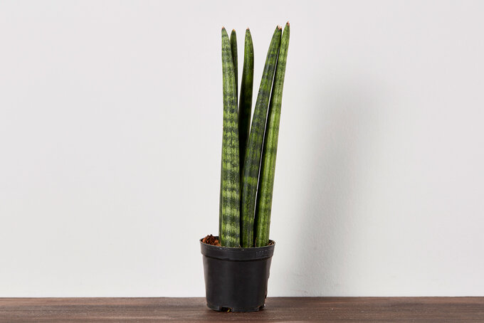 Sanseveria Çiçek