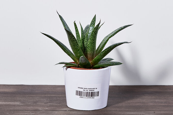 Haworthia Çiçek Mix