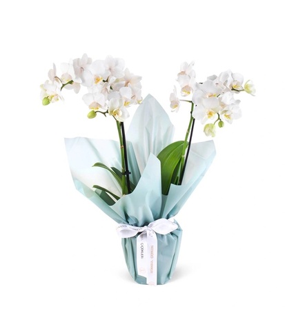 Beyaz Phalaenopsis Aranjmanı Çiçek Buketi