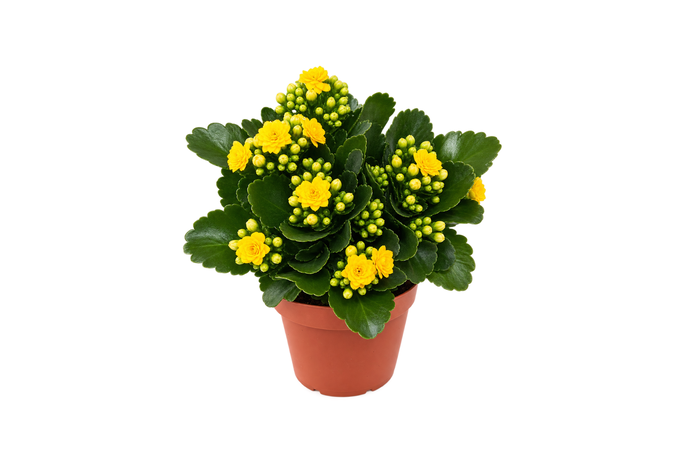Beton Saksıda Kalanchoe
