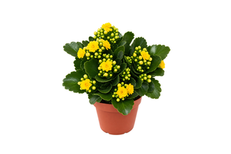 Beton Saksıda Kalanchoe
