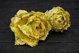 Radicciho Adet ( Castelfranco )