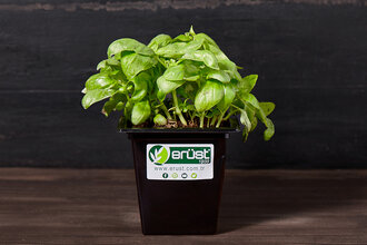 Saksıda Fesleğen Adet