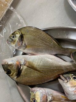 Deniz Çipura (370 gr.) görseli