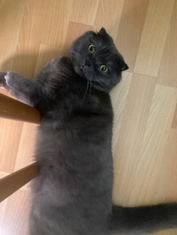 Yarım Ekmek Arası Tavuk Tantuni görseli