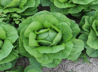 Göbek Marul (Yarım) görseli