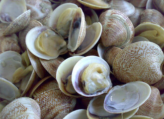 Vongole 1 Kg görseli