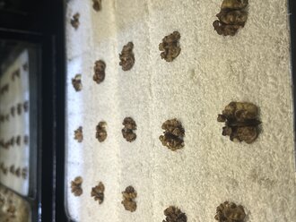 Kıbrıs Tatlısı (1 Kg) görseli