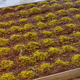 Antep Fıstıklı Soğuk Baklava (1 Kg.) görseli
