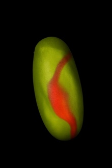 Antep Fıstıklı Grolet Pasta (Adet) görseli